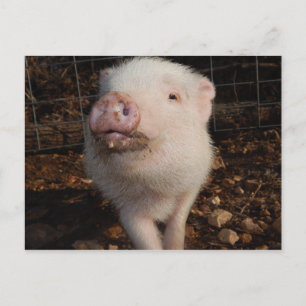 Adorable Dirty Snout Mini Pig, Pig postcard