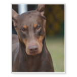 Adorable Doberman Pinscher Temporary Tattoos