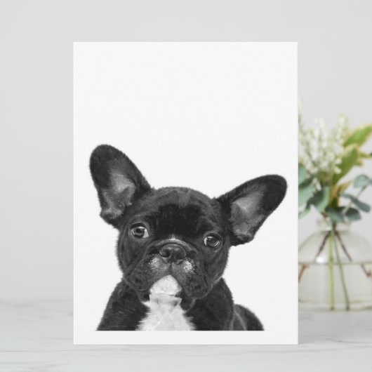 Adorable Dog | Black French Bulldog Face (Standing Front)