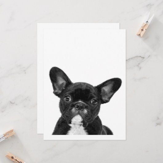 Adorable Dog | Black French Bulldog Face (Front/Back In Situ)