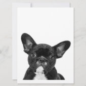 Adorable Dog | Black French Bulldog Face (Front)