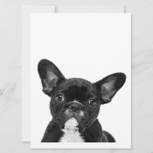 Adorable Dog | Black French Bulldog Face (Front)