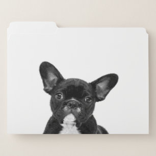 Adorable Dog   Black French Bulldog Face File Folder