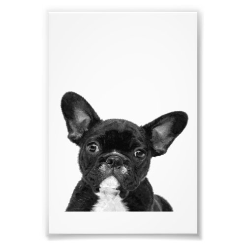 Adorable Dog  Black French Bulldog Face Photo Print