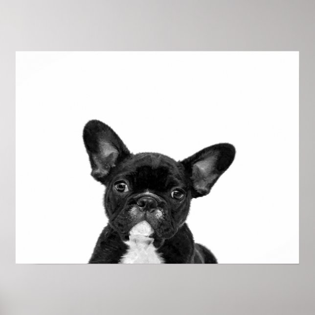 Adorable Dog | Black French Bulldog Face Poster (Front)