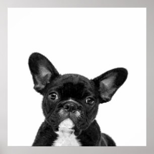 Adorable Dog Black French Bulldog Face Poster
