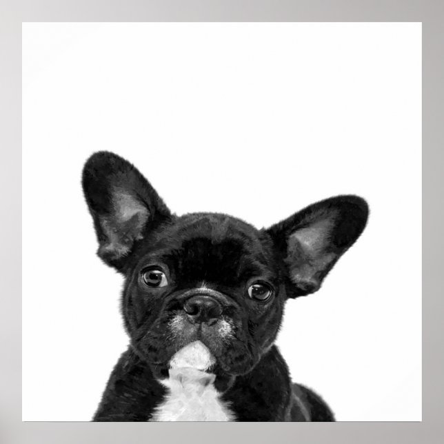 Adorable Dog | Black French Bulldog Face Poster (Front)