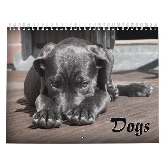 Adorable Dogs Calendar (Cover)