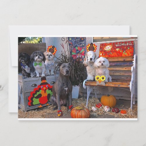 Adorable Dogs Happy Thanksgiving Greeting Card 