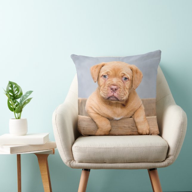 Adorable Dogue de Bordeaux puppy, Throw Pillow (Chair)