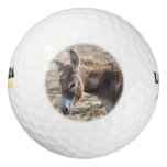 Adorable Donkey Golf Balls