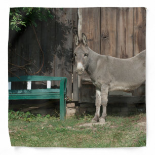 Adorable Donkey Next To Wooden Green Bench Bandana