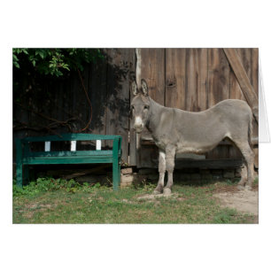 Adorable Donkey Next To Wooden Green Bench Cards