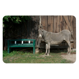 Adorable Donkey Next To Wooden Green Bench Magnet