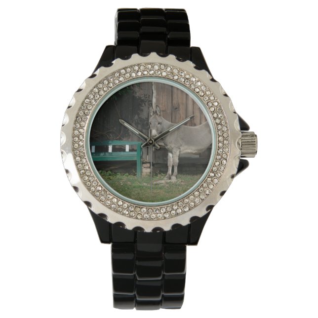 Adorable Donkey Next To Wooden Green Bench Watch (Front)