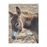 Adorable Donkey Postcard