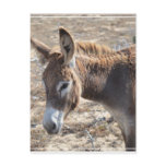 Adorable Donkey Postcard