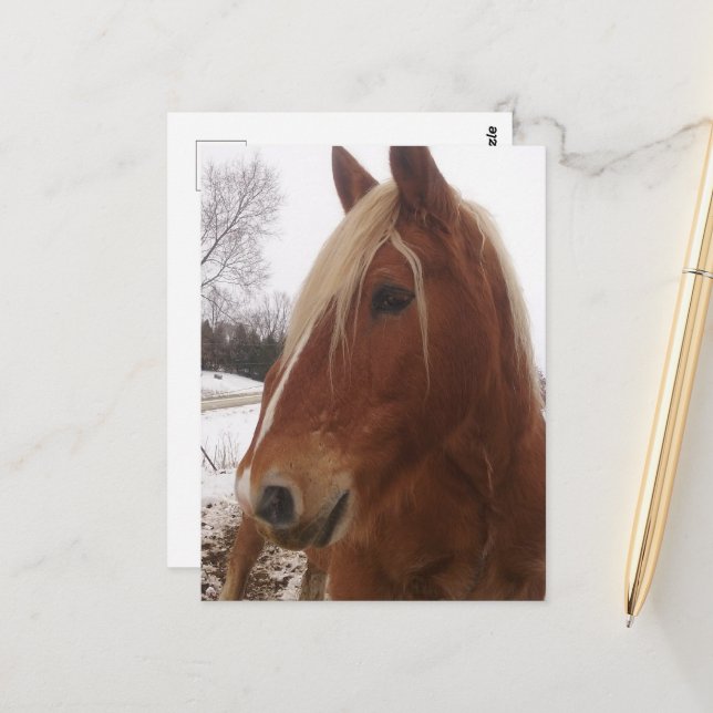 Adorable Draft Horse Gelding in Winter Postcard (Front/Back In Situ)