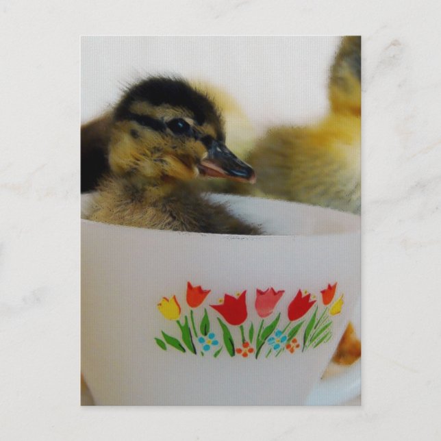 Adorable Duck in a Teacup Postcard (Front)