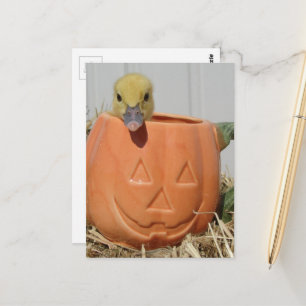 Adorable Duckling in a Pumpkin Postcard
