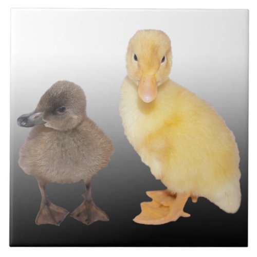 Adorable Ducklings Photograph Ceramic Tile