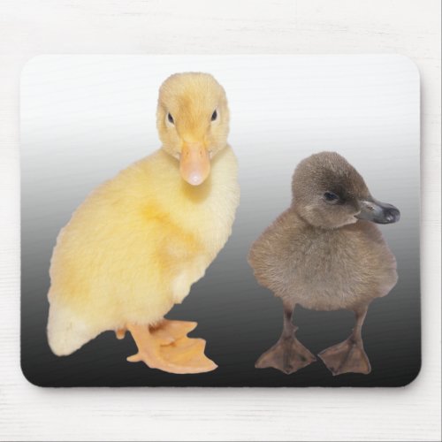 Adorable Ducklings Photograph Mouse Pad