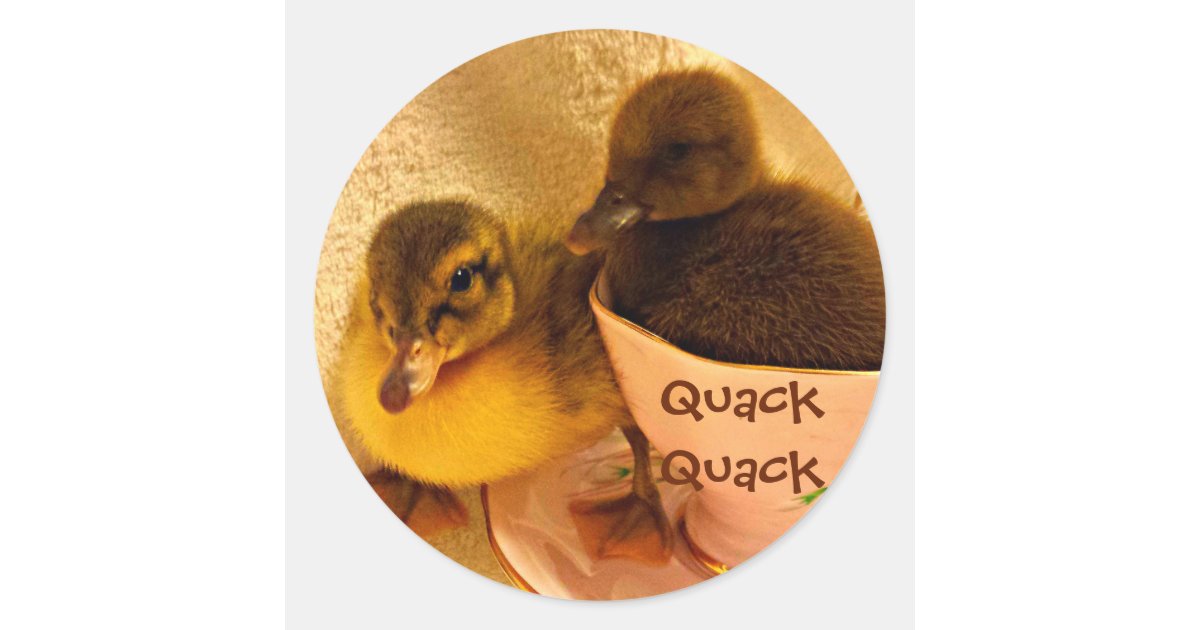 Adorable Ducks Say Quack Classic Round Sticker Zazzle