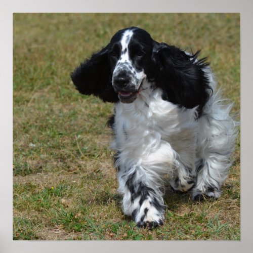 Adorable English Cocker Spaniel Poster