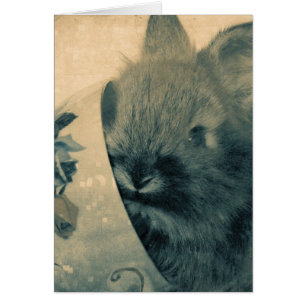 Adorable Faded Old Bunny Photo All Occasions Cards