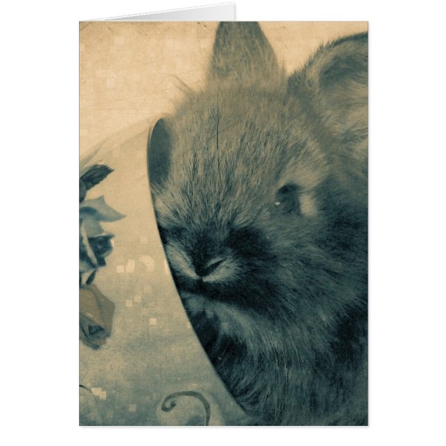 Adorable Faded Old Bunny Photo All Occasions Cards (Front)