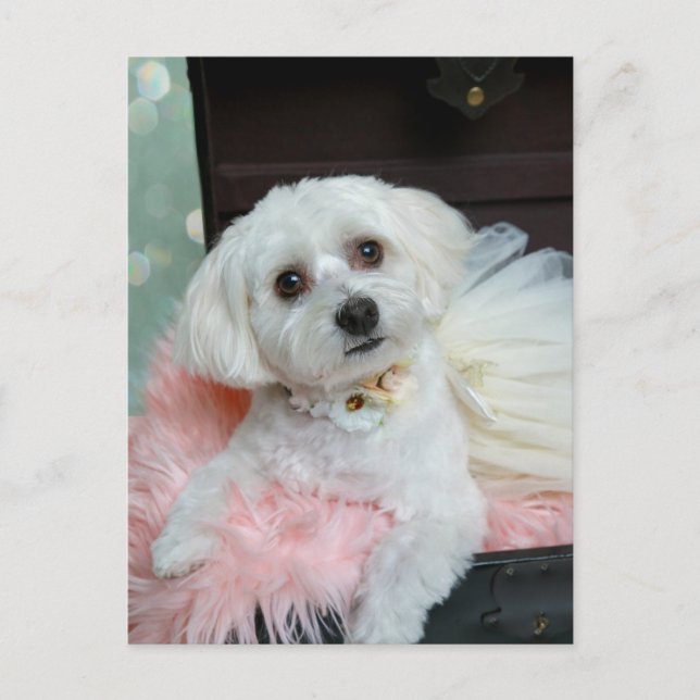 Adorable Fancy White Puppy Portrait Photo Postcard (Front)
