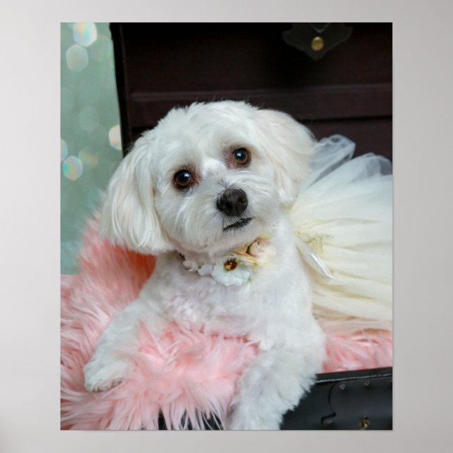 Adorable Fancy White Puppy Portrait Photo Poster (Front)