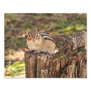 Adorable Fat and Fluffy Chipmunk Photo Print