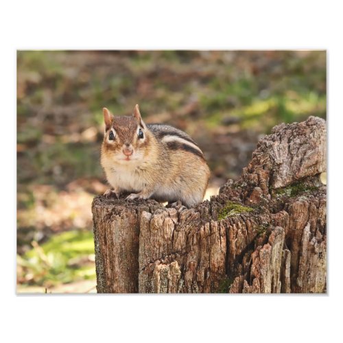Adorable Fat and Fluffy Chipmunk Photo Print