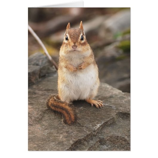 adorable fat & fluffy chipmunk cards (Front)