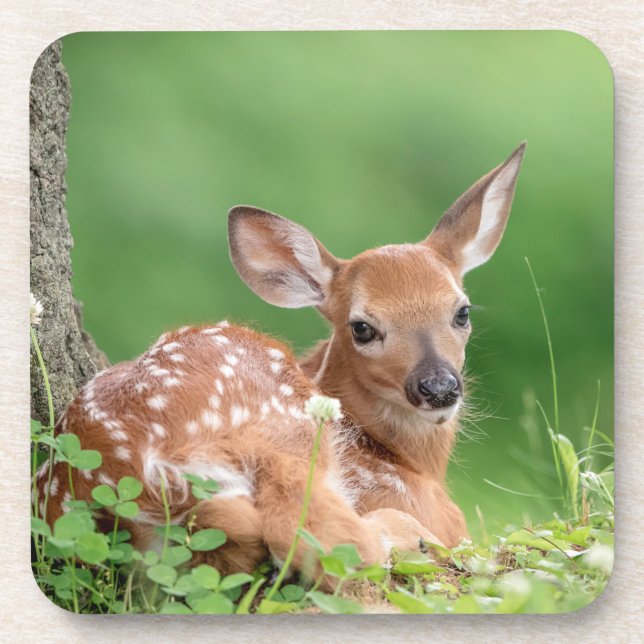Adorable Fawn laying under a tree Beverage Coaster (Front)