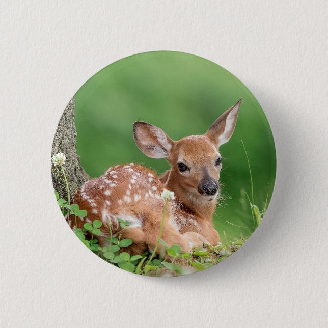 Adorable Fawn laying under a tree Button (Front)