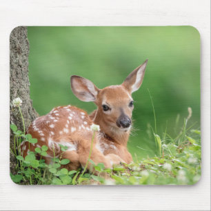 Adorable Fawn laying under a tree Mouse Pad