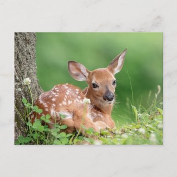 Adorable Fawn Laying Under A Tree Postcard by debscreative at Zazzle