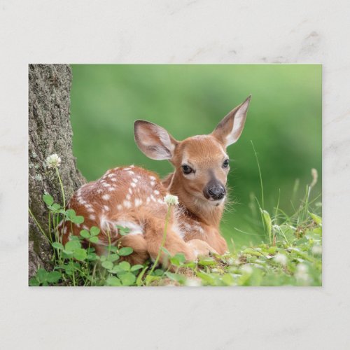 Adorable Fawn laying under a tree Postcard