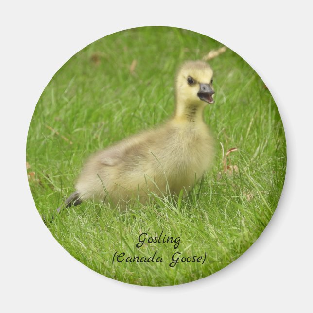 Adorable Fluffy Gosling (canada goose) Magnet (Front)