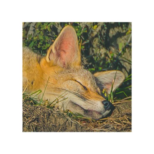 Adorable fox sleeping closeup photography wood wall art