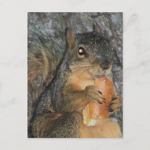 Adorable Fox Squirrel in a Tree Eating a Roll Postcard