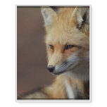 Adorable Fox Temporary Tattoos