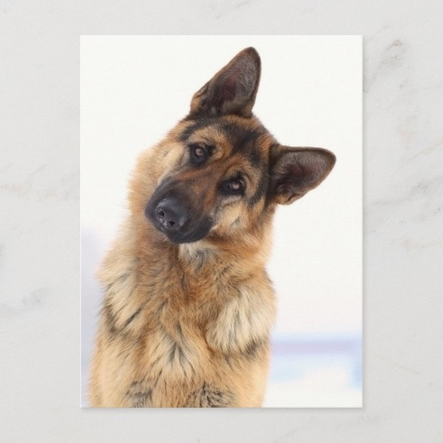 Adorable funny german shepherd portrait postcard (Front)