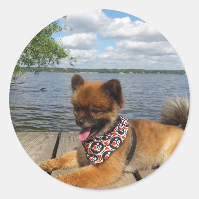 Adorable, furry dwarf spitz dog sticker (Front)