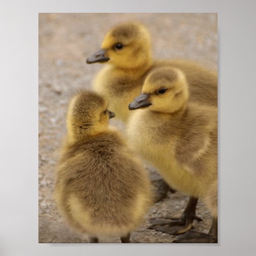 Adorable Fuzzy Baby Geese Goslings Group of 3 Poster