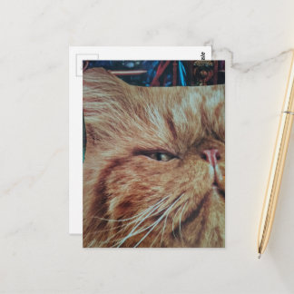 Adorable Ginger Kitty collage Postcard