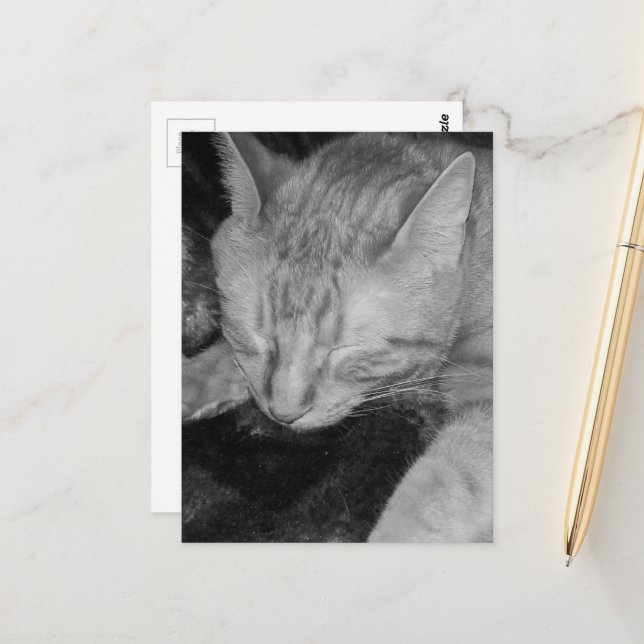 adorable ginger kitty in bed in black and white postcard (Front/Back In Situ)