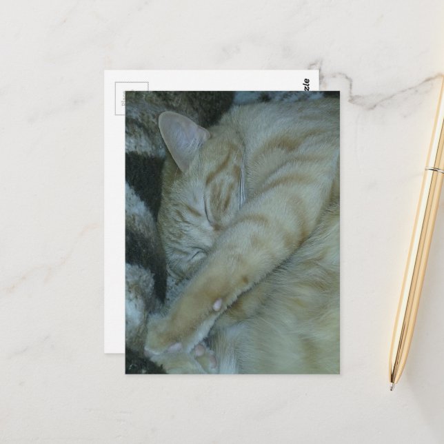 adorable ginger kitty sleeping postcard (Front/Back In Situ)
